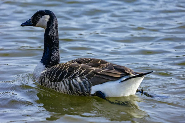 Gros Plan Une Oie Tête Noire Nageant Dans Eau — Photo