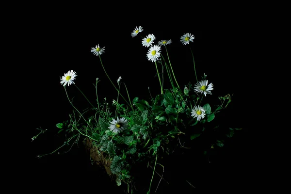 Hermosas Flores Sobre Fondo Negro —  Fotos de Stock