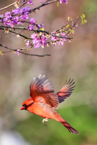 Bel Oiseau Rose Dans Jardin — Photo