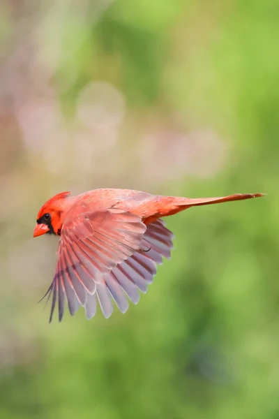 Schöne Vögel Flora Und Fauna — Stockfoto