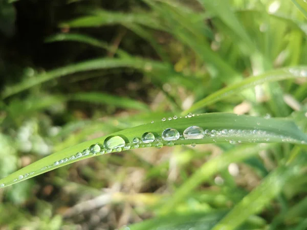 Gotas Água Grama — Fotografia de Stock