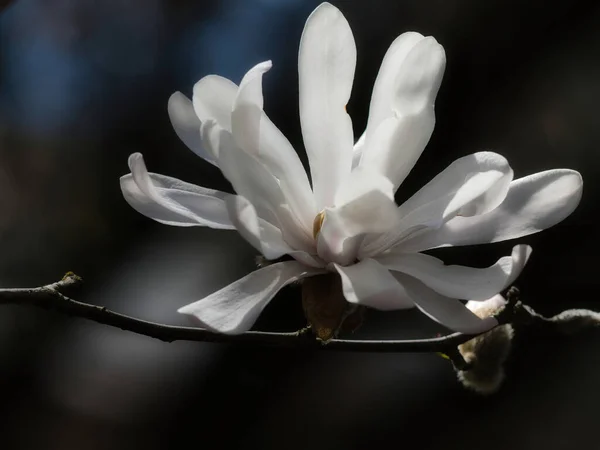 Lindas Flores Magnólia Branca Jardim — Fotografia de Stock