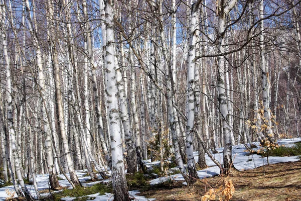 Björkskog Vintern — Stockfoto