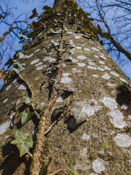 Yeşil Yapraklı Ağaç Gövdesi — Stok fotoğraf