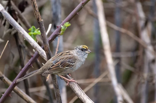 Moineau Assis Sur Une Branche Arbre — Photo