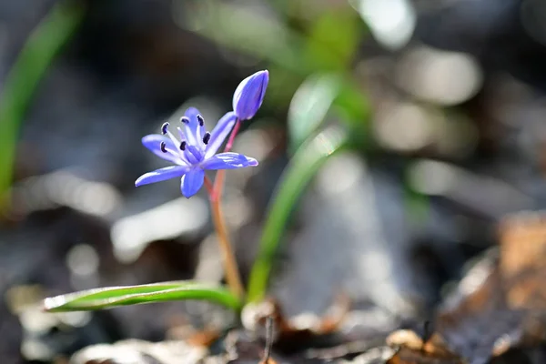 Ormandaki Güzel Mor Kır Çiçekleri — Stok fotoğraf
