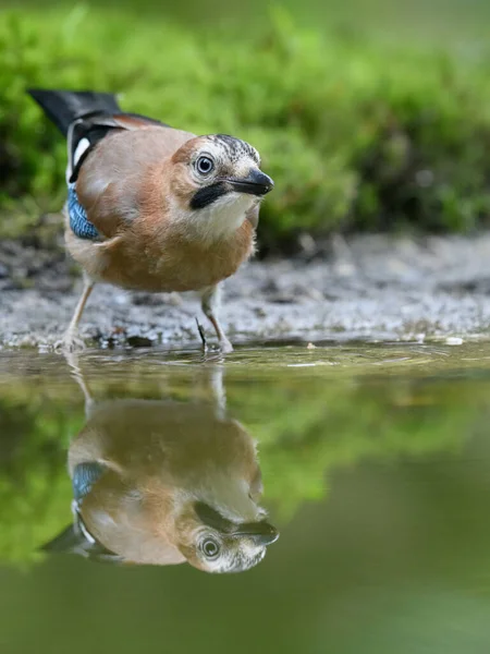 Close Bird — Stock Photo, Image