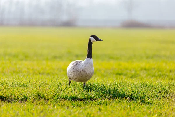 Oie Blanche Debout Sur Herbe Verte Dans Prairie — Photo