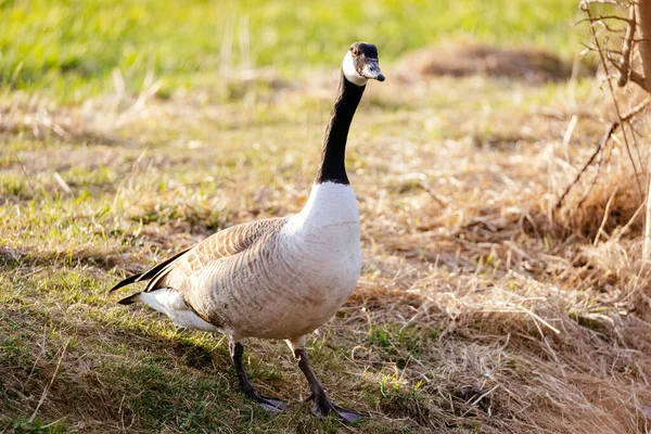 Een Close Shot Van Een Mooie Gans Staand Een Groen — Stockfoto