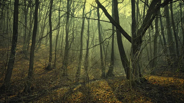 Foresta Autunnale Con Alberi Foglie — Foto Stock