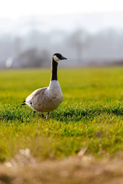 Wild Goose Grönt Gräs — Stockfoto