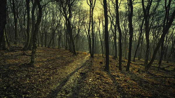 Красивый Осенний Лес Деревьями Листьями — стоковое фото