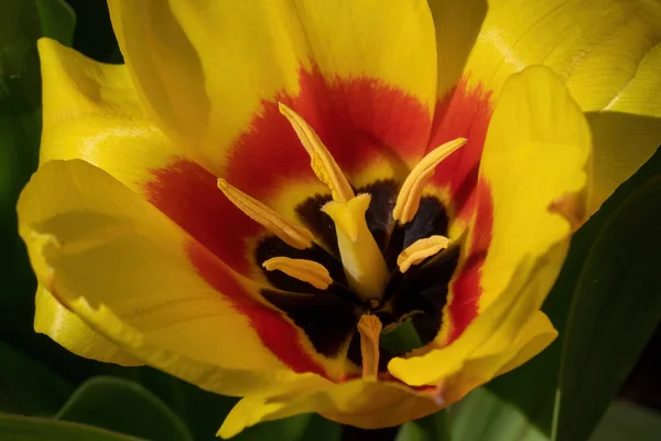 Belle Tulipe Jaune Dans Jardin — Photo