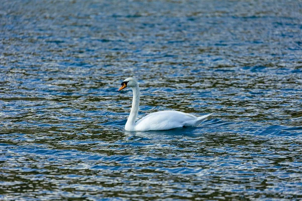 Cygne Blanc Sur Lac — Photo