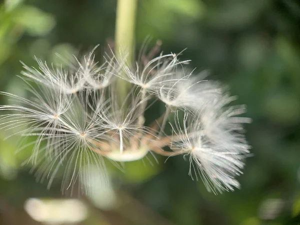 Bahçedeki Karahindiba Çiçeği — Stok fotoğraf