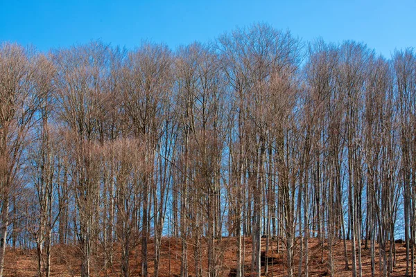 Hermoso Paisaje Invierno Con Árboles — Foto de Stock