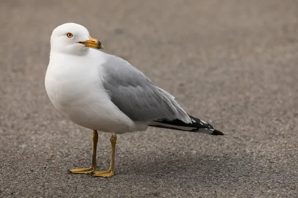 Mouette Sur Plage — Photo