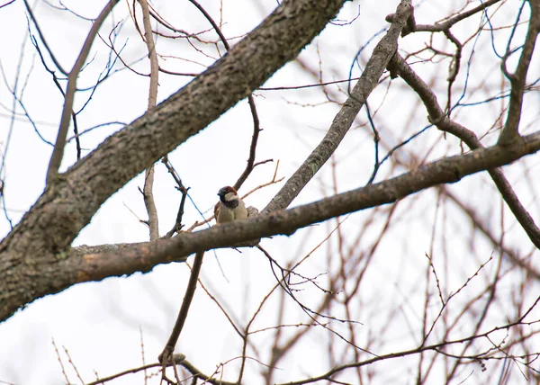 Oiseau Est Assis Sur Une Branche Arbre — Photo