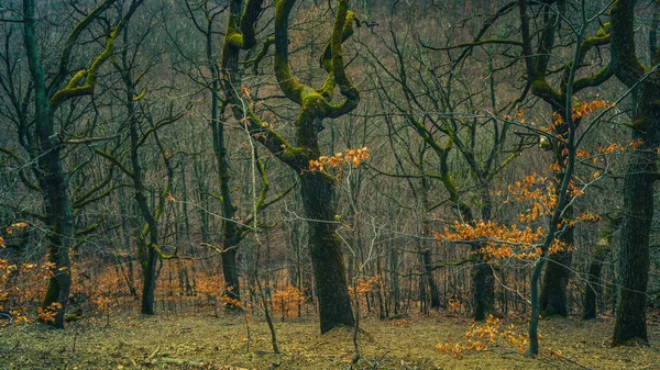 Bosque Otoñal Con Árboles Hojas —  Fotos de Stock