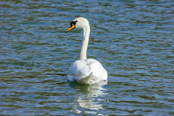 Labuť Bílá Jezeře — Stock fotografie