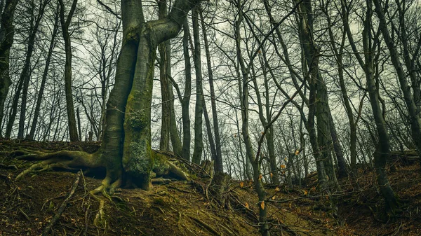 Gyönyörű Táj Fákkal Erdőben — Stock Fotó