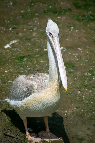 Pélican Blanc Dans Zoo — Photo