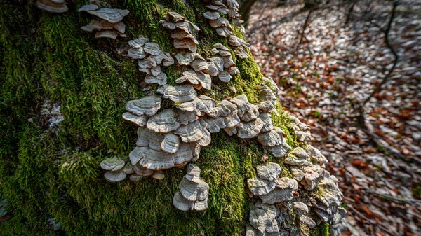 Musgo Árbol — Foto de Stock