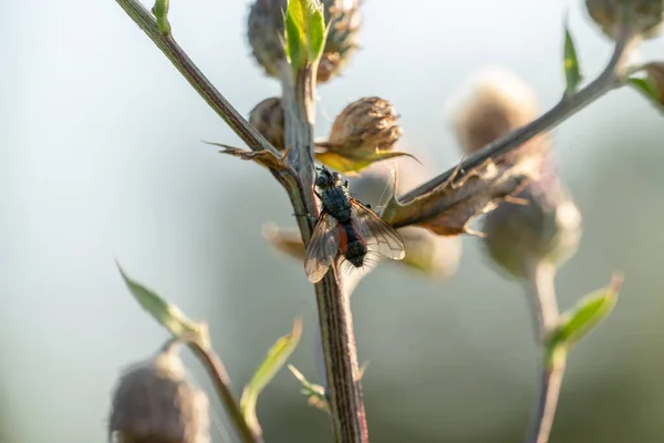 Beyaz Arka Planda Güzel Bir Kelebeğin Yakın Plan Çekimi — Stok fotoğraf
