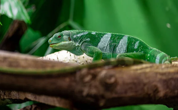 Green Chameleon Branch — Stock Photo, Image