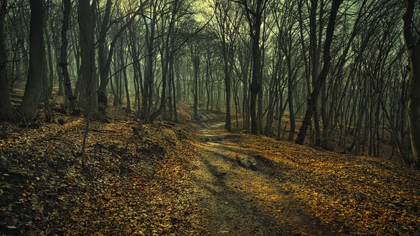 Őszi Erdő Fákkal Levelekkel — Stock Fotó