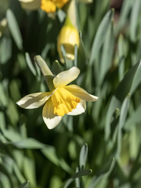 花园里美丽的黄色水仙花 — 图库照片