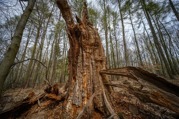 Ormanda Bir Ağaç — Stok fotoğraf
