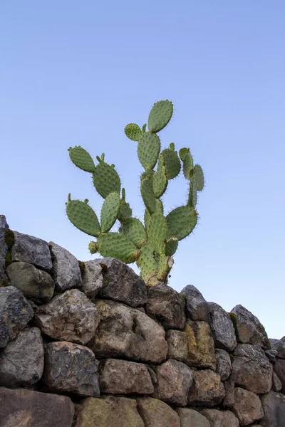 Plan Vertical Une Plante Cactus — Photo