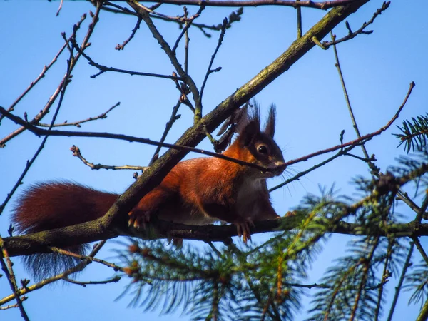 Red Squirrel Tree — Stock Photo, Image