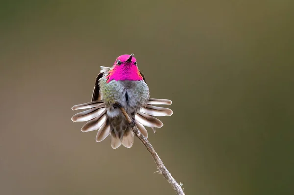 Hermoso Pájaro Una Rama — Foto de Stock