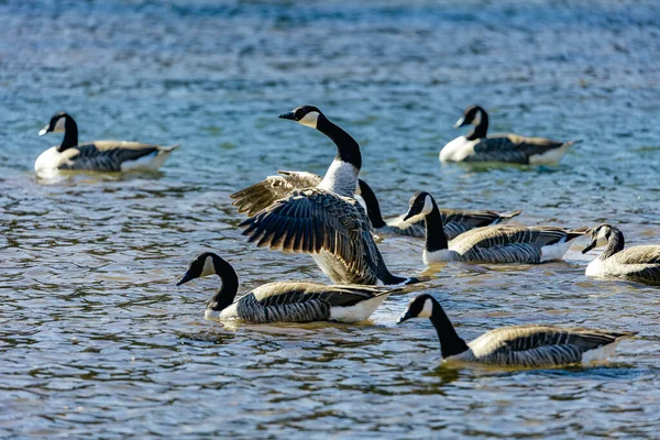 Eine Gruppe Enten Auf Dem See — Stockfoto