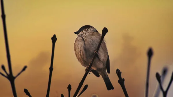 Pájaro Naturaleza — Foto de Stock