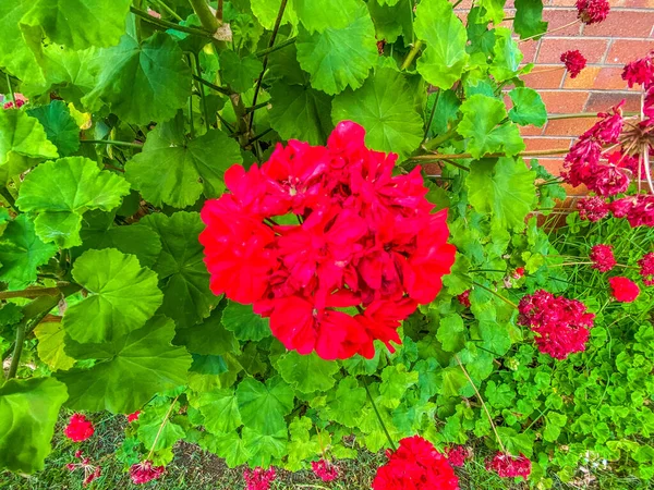 Красиві Червоні Струмені Саду — стокове фото