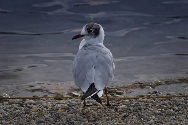 Seagull Beach — Stock Photo, Image