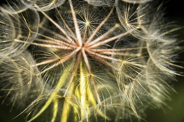 Zbliżenie Kwiatu Mniszka Lekarskiego — Zdjęcie stockowe