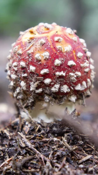 버섯을 가까이 — 스톡 사진