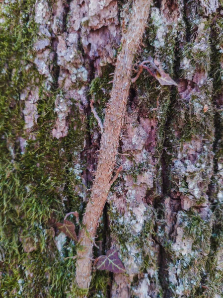 Moss Tree — Stock Photo, Image