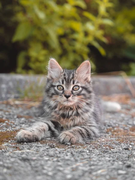 Porträt Einer Süßen Katze — Stockfoto