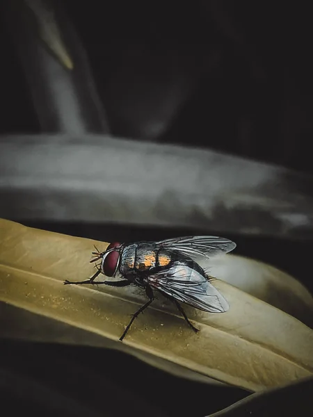 Nahaufnahme Von Insekten Der Natur — Stockfoto