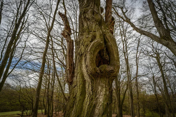 Alte Bäume Park — Stockfoto