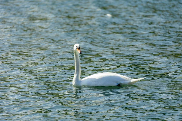 Cisne Branco Lago — Fotografia de Stock