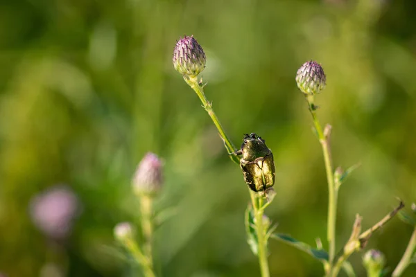 Closeup Shot Bug Sitting Flower — Stock Photo, Image
