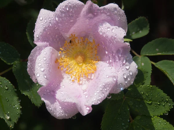 Όμορφο Τριαντάφυλλο Λουλούδι Στον Κήπο — Φωτογραφία Αρχείου