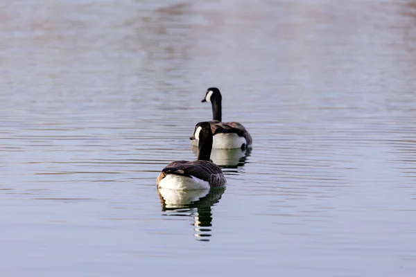 Aussichtsreiche Aussicht Auf Schöne Vögel Der Natur — Stockfoto