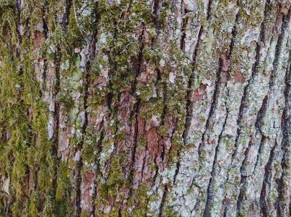 Perto Uma Casca Árvore — Fotografia de Stock